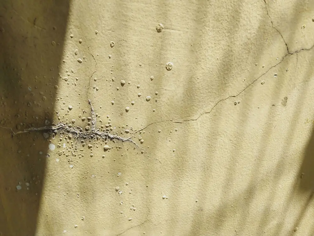 Hardwood Water Damage Repair